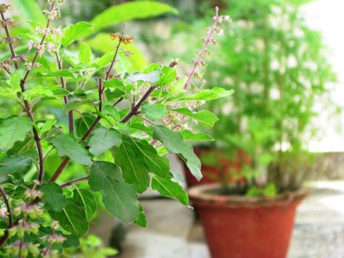 Tulsi Puja Niyam: सर्वपितृ अमावस्या पर ग्रहण का साया, जानें तुलसी पूजा के नियम