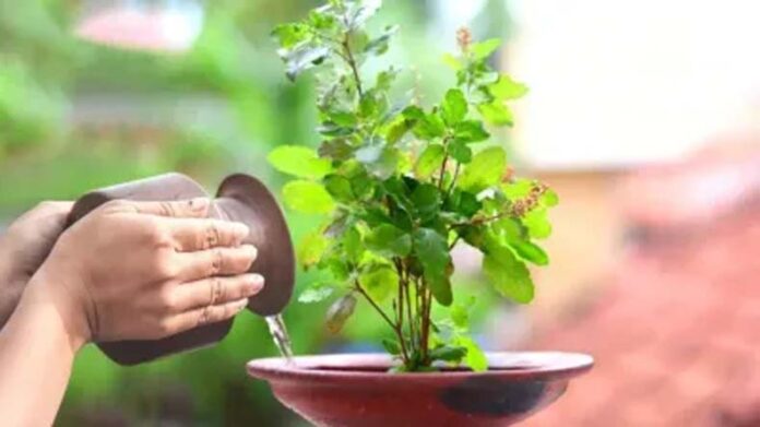 Anant Chaturdashi: अनंत चतुर्दशी के दिन करें तुलसी पूजन, धन की समस्या होगी दूर