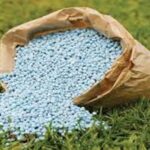 Use Single Super Phosphate: सरसों और गेहूं में डीएपी की बजाय करें इस सुपर उर्वरक का इस्तेमाल