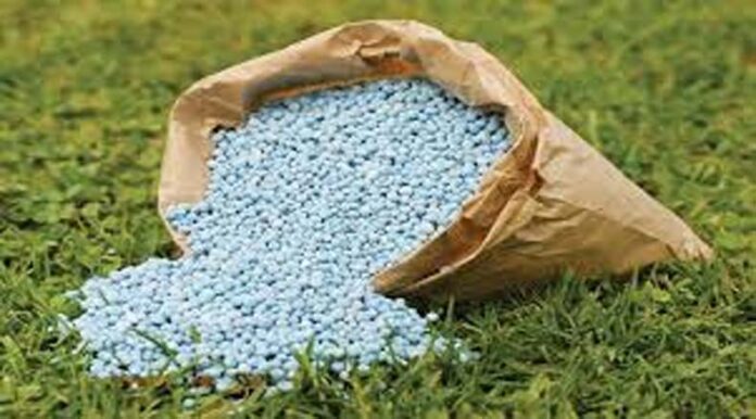 Use Single Super Phosphate: सरसों और गेहूं में डीएपी की बजाय करें इस सुपर उर्वरक का इस्तेमाल