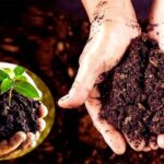 Vermi Compost: जानें कैसे वर्मी कंपोस्ट बनाकर कर सकते हैं लाखों की कमाई