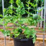 Watermelon: घर पर गमले में उगाए तरबूज, जानें कैसे