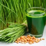 Wheatgrass Farming: पाचन तंत्र को दुरुस्त करता है व्हीटग्रास, जानें घर पर उगाने का तरीका