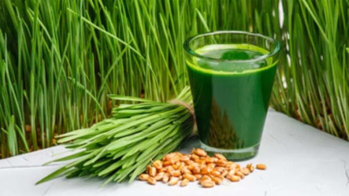 Wheatgrass Farming: पाचन तंत्र को दुरुस्त करता है व्हीटग्रास, जानें घर पर उगाने का तरीका