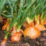 Onion AFLR Variety: एएफएलआर किस्म का प्याज उगा मोटा मुनाफा कमा सकते है किसान