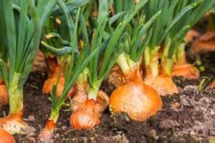Onion AFLR Variety: एएफएलआर किस्म का प्याज उगा मोटा मुनाफा कमा सकते है किसान
