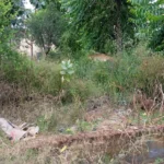 Mahendragarh News : बरसात के बाद बढ़ी मच्छरों की तादाद, डेंगू व मलेरिया फैलने का भय