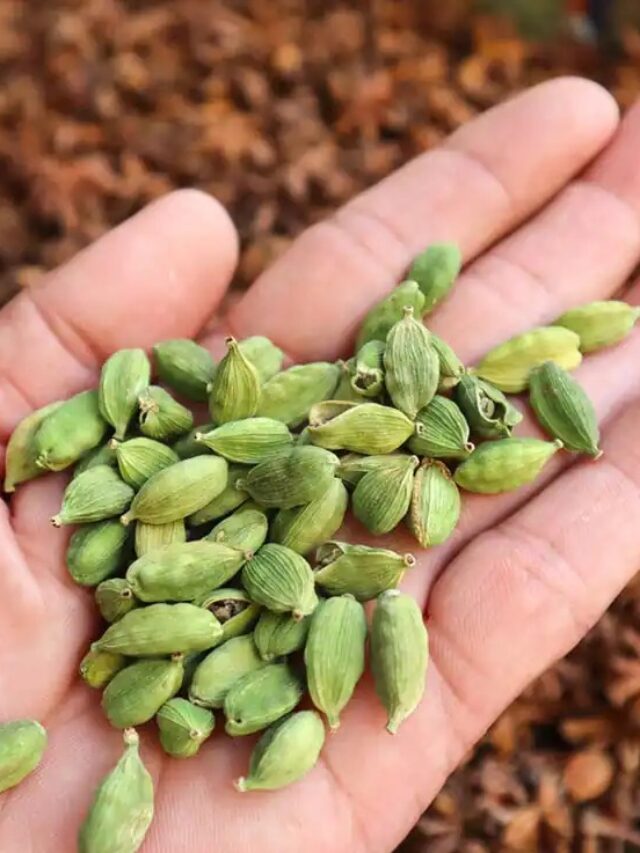 Benefits Of Cardamom : रोज़ाना कितनी इलायची खाना है सही?