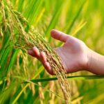 Crops Harvesting: जानें फसल की कटाई से पहले किन-किन बातों का रखें ध्यान
