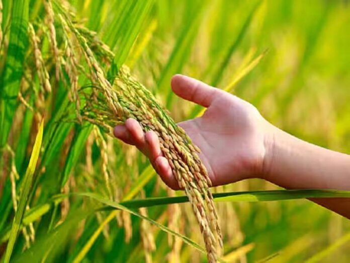 Crops Harvesting: जानें फसल की कटाई से पहले किन-किन बातों का रखें ध्यान