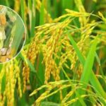 Paddy Crop: धान में बौना वायरस के बाद फॉल्स स्मट बीमारी का खतरा, किसान परेशान