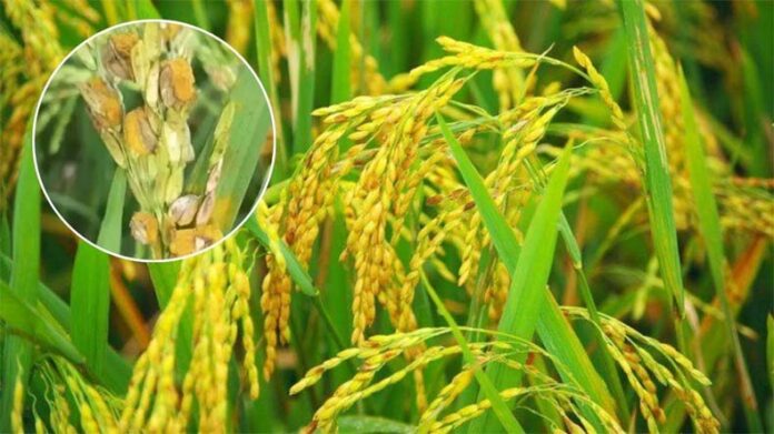 Paddy Crop: धान में बौना वायरस के बाद फॉल्स स्मट बीमारी का खतरा, किसान परेशान