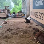 Jind News : पंजाब के बाढ़ पीडि़त लोग मवेशियों को लेकर पहुंचे जींद