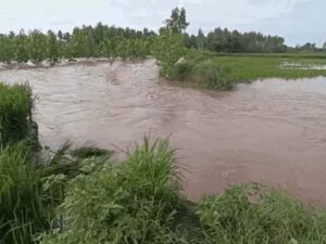 कुरुक्षेत्र में 22 हजार एकड़ से ज्यादा फसलें प्रभावित।
