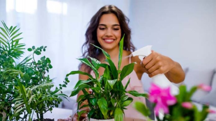 Plant Care Tips: जानें सर्दियों में पौधों में पानी डालने का सही समय और तरीका