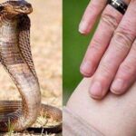 Sonipat News: सोनीपत में कट्टे में सांप को अस्पताल लेकर पहुंचा व्यक्ति, डॉक्टर से बोला- इसने काटा है इलाज कर दो