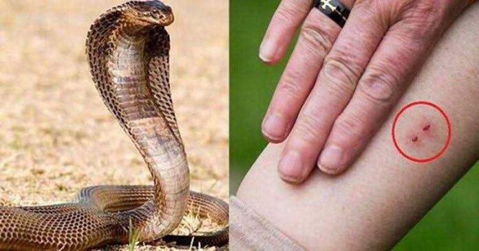 Sonipat News: सोनीपत में कट्टे में सांप को अस्पताल लेकर पहुंचा व्यक्ति, डॉक्टर से बोला- इसने काटा है इलाज कर दो Sonipat News: सोनीपत में कट्टे में सांप को अस्पताल लेकर पहुंचा व्यक्ति, डॉक्टर से बोला- इसने काटा है इलाज कर दो