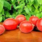 Tomatoes Leather: टमाटर से जूते बना रहा मुंबई का बिजनेसमैन प्रितेश मिश्री