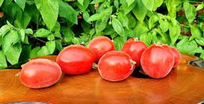 Tomatoes Leather: टमाटर से जूते बना रहा मुंबई का बिजनेसमैन प्रितेश मिश्री
