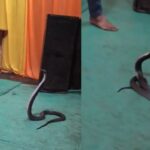 Viral Video: मध्य प्रदेश में चौंकाने वाली घटना, वॉशिंग मशीन से निकला किंग कोबरा, वीडियो वायरल