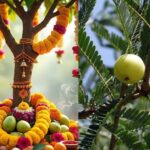 Amla Navami Katha: आंवला नवमी पर पढ़ें लक्ष्मी जी की व्रत कथा