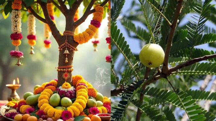 Amla Navami Katha: आंवला नवमी पर पढ़ें लक्ष्मी जी की व्रत कथा Amla Navami Katha: आंवला नवमी पर पढ़ें लक्ष्मी जी की व्रत कथा