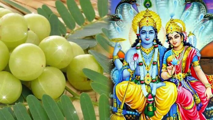 Amla Navami: कब है आंवला नवमी? जानें, पूजा का समय, विधि और महत्व Amla Navami: कब है आंवला नवमी? जानें, पूजा का समय, विधि और महत्व