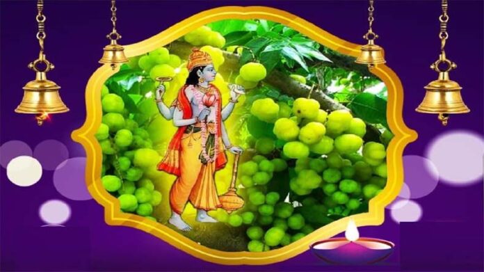 Amla Navami Upay: आंवला नवमी पर करें ये 4 उपाय Amla Navami Upay: आंवला नवमी पर करें ये 4 उपाय