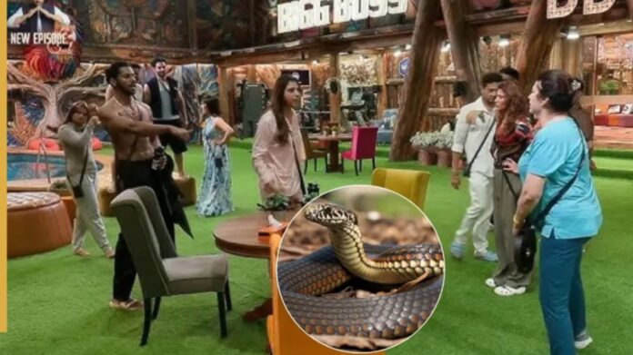 Bigg Boss 19 Shocker: घर में घुसा जहरीला सांप, कंटेस्टेंट डर गए, ऐसे पकड़ा गया