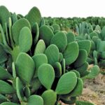 Cactus Farming: सूखे चारे और अच्छी इनकम के लिए करें सूखे कैक्टस की खेती