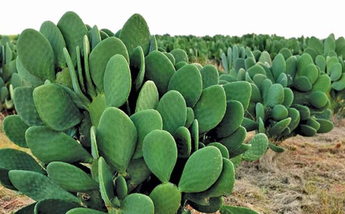 Cactus Farming: सूखे चारे और अच्छी इनकम के लिए करें सूखे कैक्टस की खेती