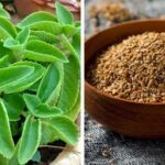 Celery: इन आसान टिप्स से गमले में उगाएं अजवाइन