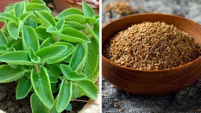 Celery: इन आसान टिप्स से गमले में उगाएं अजवाइन Celery: इन आसान टिप्स से गमले में उगाएं अजवाइन