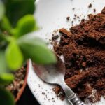 Coffee Compost: कॉफी पाउडर की मदद से घर पर बनाएं प्राकृतिक खाद