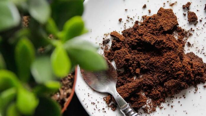 Coffee Compost: कॉफी पाउडर की मदद से घर पर बनाएं प्राकृतिक खाद