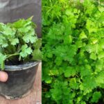Coriander: घर पर धनिया उगाना है बेहद आसान, जानें टिप्स