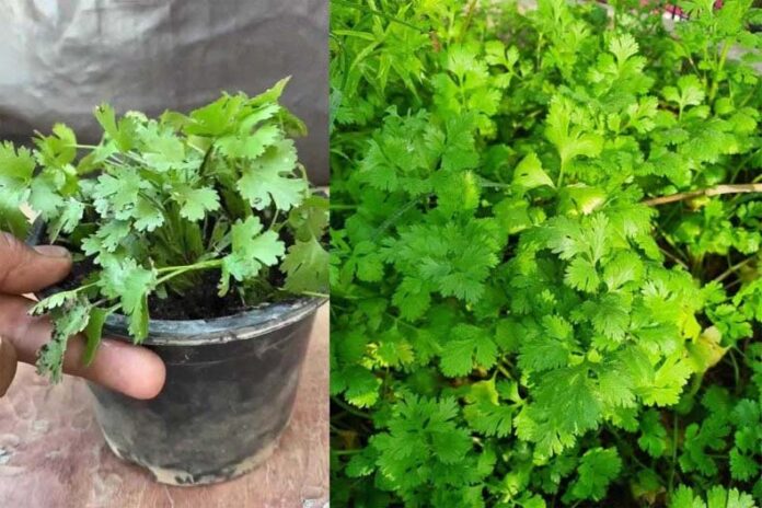 Coriander: घर पर धनिया उगाना है बेहद आसान, जानें टिप्स Coriander: घर पर धनिया उगाना है बेहद आसान, जानें टिप्स