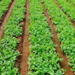 Coriander Farming: जानें कैसे करें धनिये की खेती और इसके औषधीय गुण