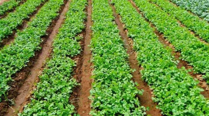 Coriander Farming: जानें कैसे करें धनिये की खेती और इसके औषधीय गुण