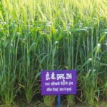 Wheat Variety: सीमित सिंचाई वाले इलाकों के लिए बेस्ट है गेहूं की यह किस्म