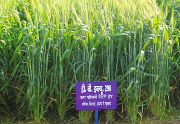 Wheat Variety: सीमित सिंचाई वाले इलाकों के लिए बेस्ट है गेहूं की यह किस्म