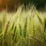 Wheat Variety: मध्य और उत्तर भारत के लिए बढ़िया है कठिया गेहूं की करन मंजरी किस्म, जानें पूरी डिटेल
