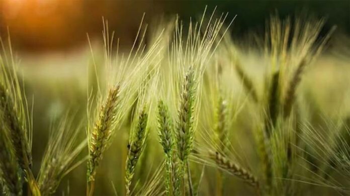 Wheat Variety: मध्य और उत्तर भारत के लिए बढ़िया है कठिया गेहूं की करन मंजरी किस्म, जानें पूरी डिटेल