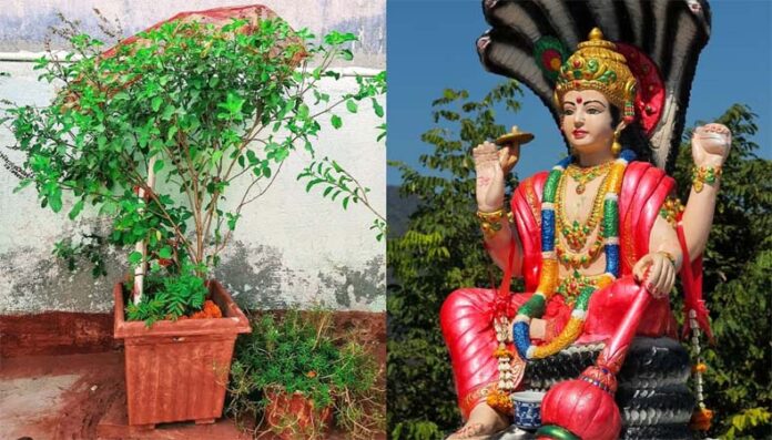 Dev Uthani Ekadashi: देवउठनी एकादशी पर करें तुलसी चालीसा का पाठ Dev Uthani Ekadashi: देवउठनी एकादशी पर करें तुलसी चालीसा का पाठ