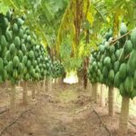 Fruit Plants: अक्टूबर में लगाएं ये 5 फलदार पौधे