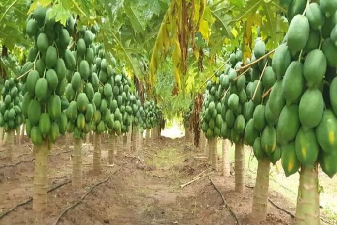 Fruit Plants: अक्टूबर में लगाएं ये 5 फलदार पौधे