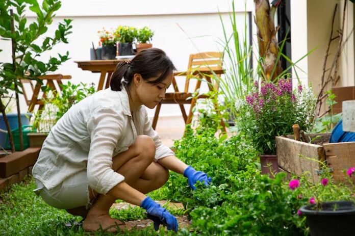 Garden Plants Tips: जानें क्यों सूख जाते हैं गार्डन वाले पौधे
