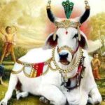 Gopashtami: कब है गोपाष्टमी, इस विधि से करें गौ माता की पूजा