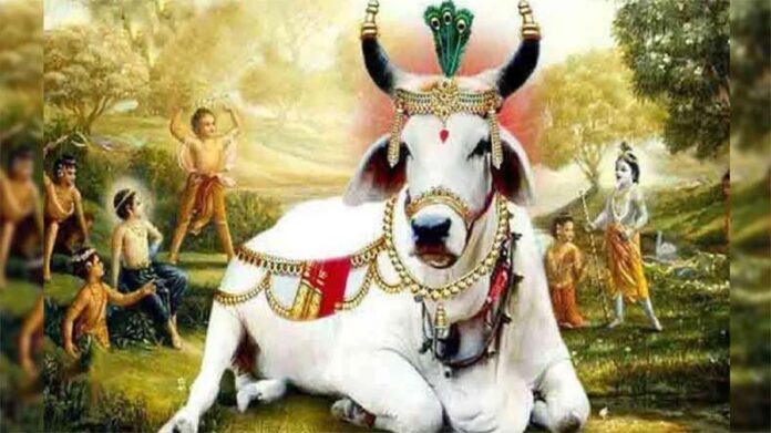 Gopashtami: कब है गोपाष्टमी, इस विधि से करें गौ माता की पूजा Gopashtami: कब है गोपाष्टमी, इस विधि से करें गौ माता की पूजा