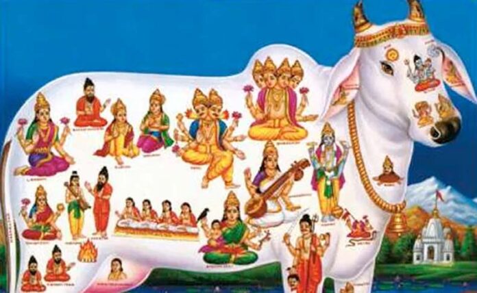 Gopashtami Puja Vidhi: गोपाष्टमी पर इस विधि से करें पूजा